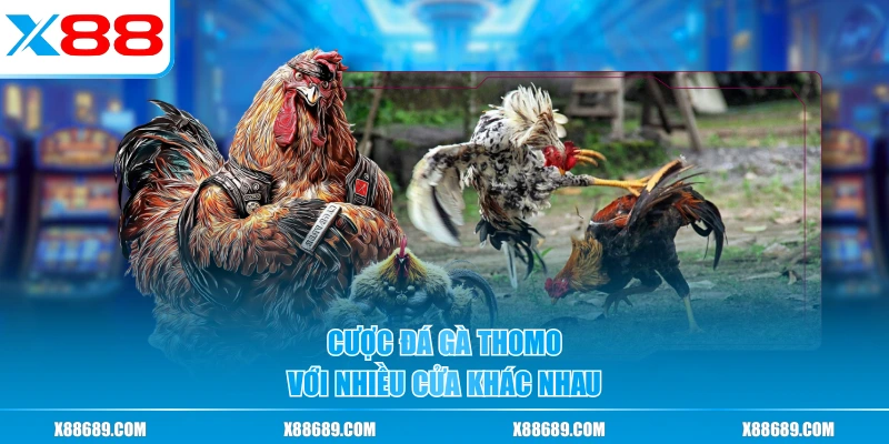 Cược đá gà Thomo với nhiều cửa khác nhau