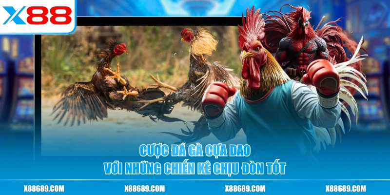 Cược đá gà cựa dao với những chiến kê chịu đòn tốt